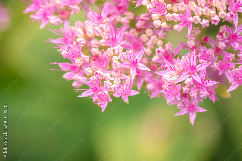 beautiful pink flowers on blurred natural background beautiful pink flowers on blurred natural background
