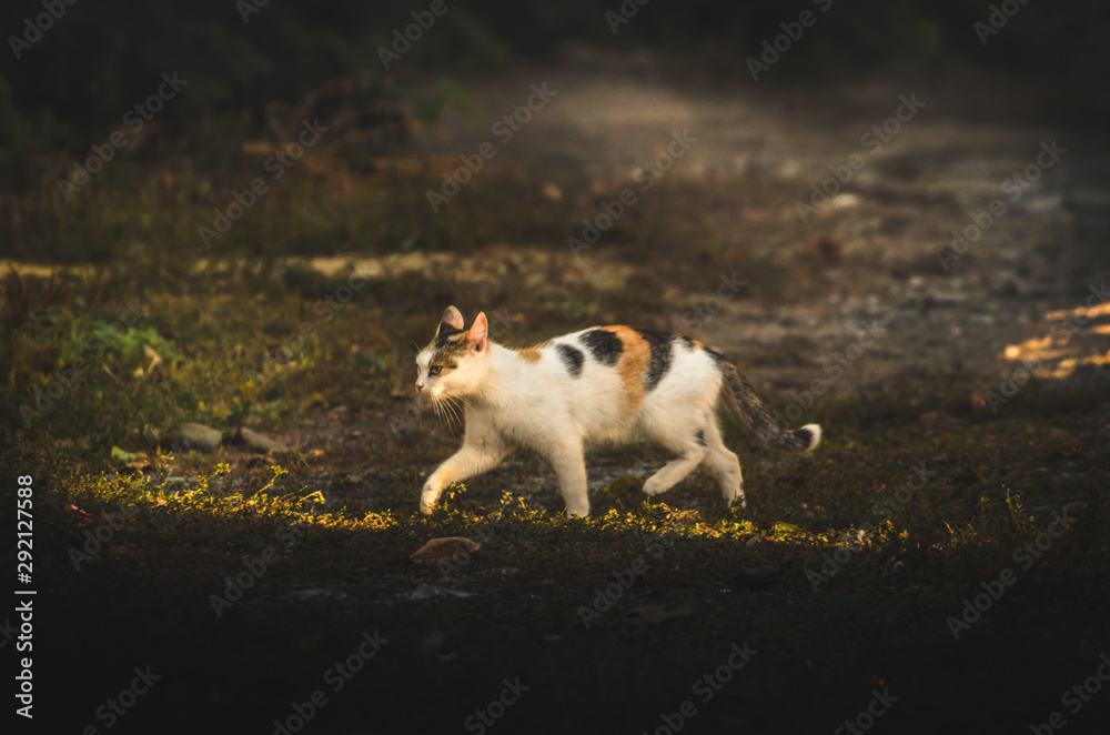 Calico cat in the distance in a walking pose