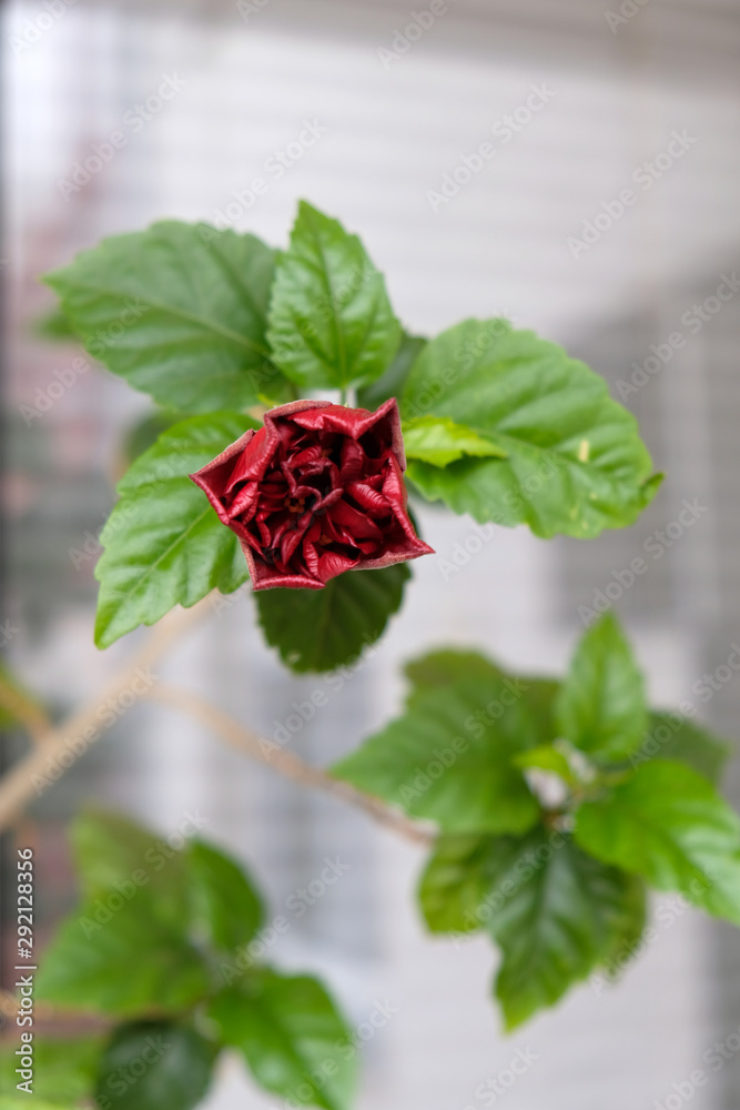 red hibiscus red hibiscus
