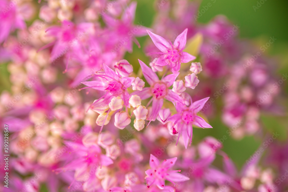 beautiful pink flowers on blurred natural background