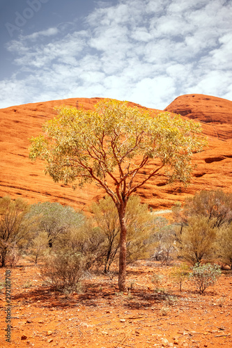 tree of the Australia outback photo