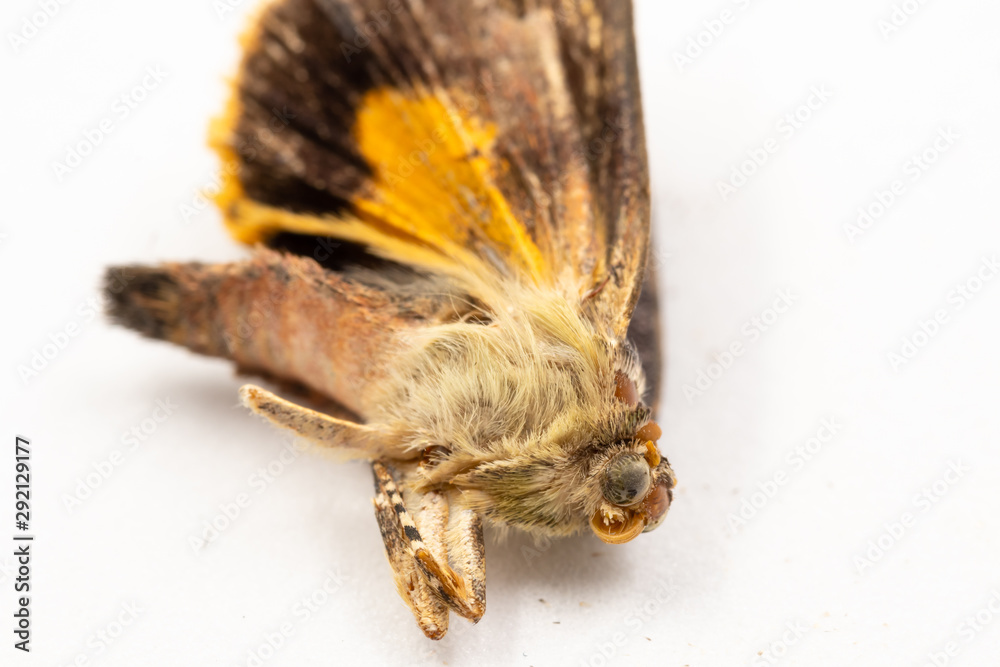 A dead moth insect on a white background macro close up