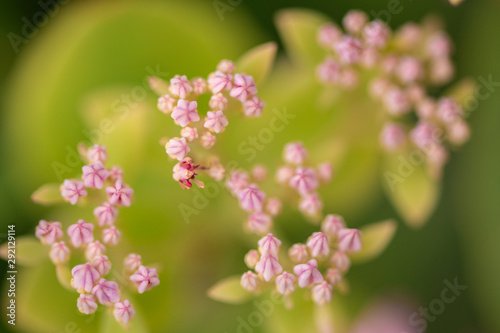 beautiful pink flowers on blurred natural background