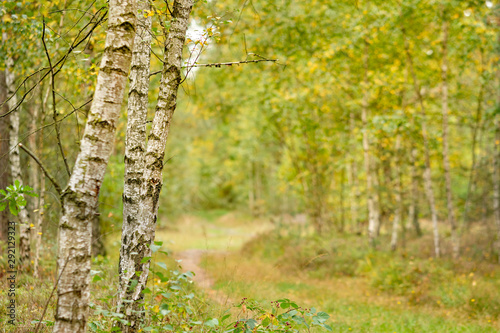 Beautiful bright autumn scenery in an idyllic birch forest in Germany in late summer in September with yellow and green leaves