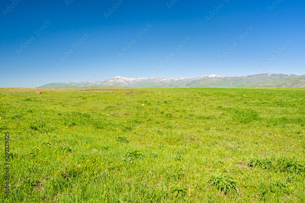 Vast green meadow with snowy mountains in the distance