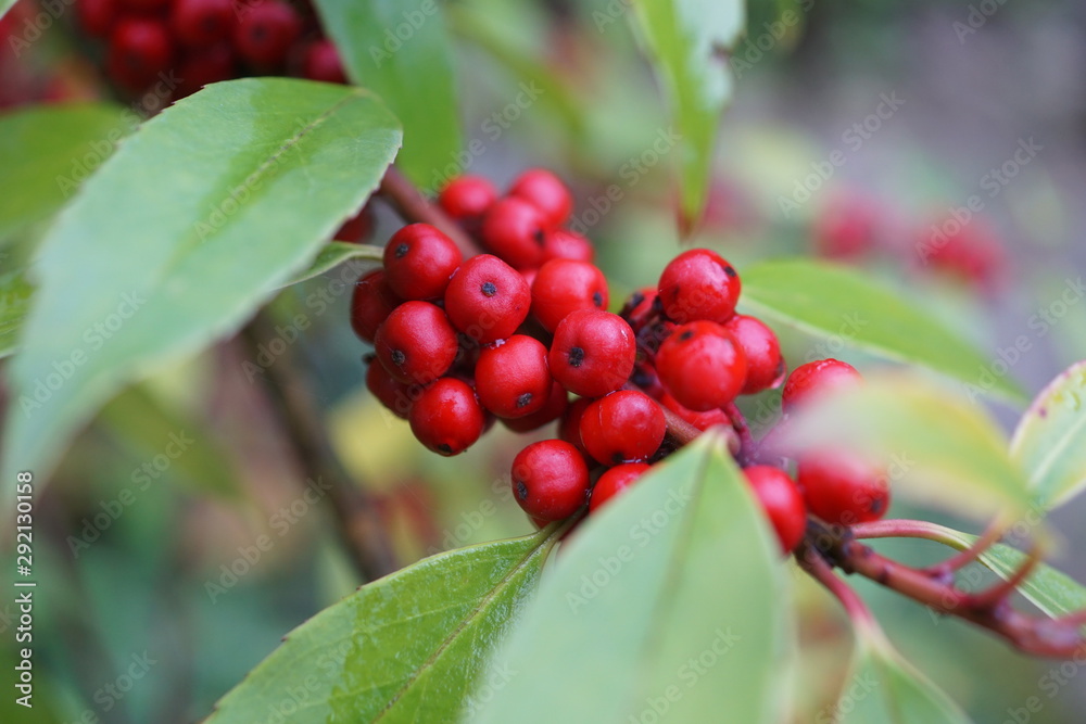 red berries on a branch 