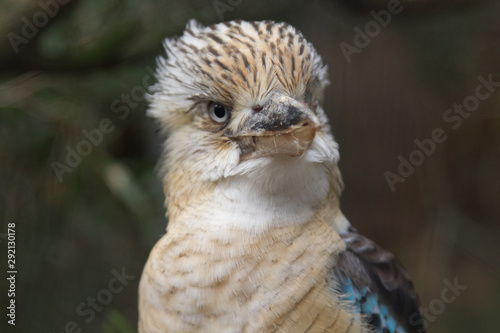 Portrait Kookaburra