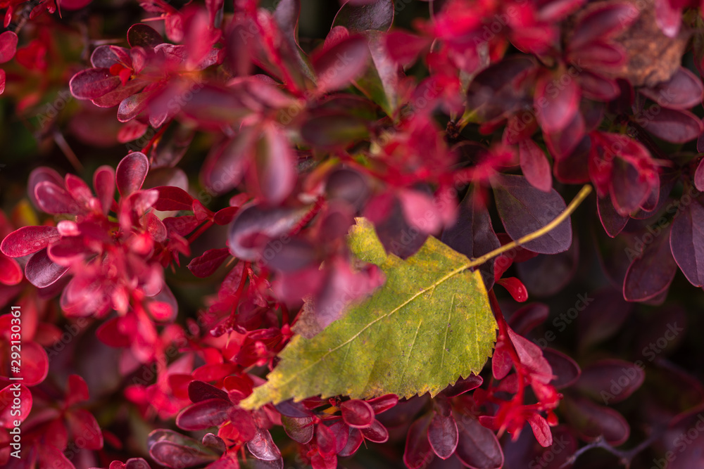 Fototapeta premium green fallen leaf on dark red plants , close view 