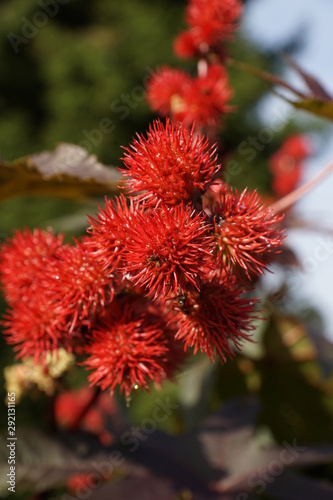 red chestnut in a botanic garden