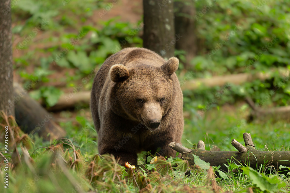 The brown bear (Ursus arctos) in its natural environment natural scene from forest habitat The brown bear (Ursus arctos) in its natural environment natural scene from forest habitat