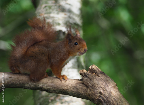 Eichhörnchen © Hawi