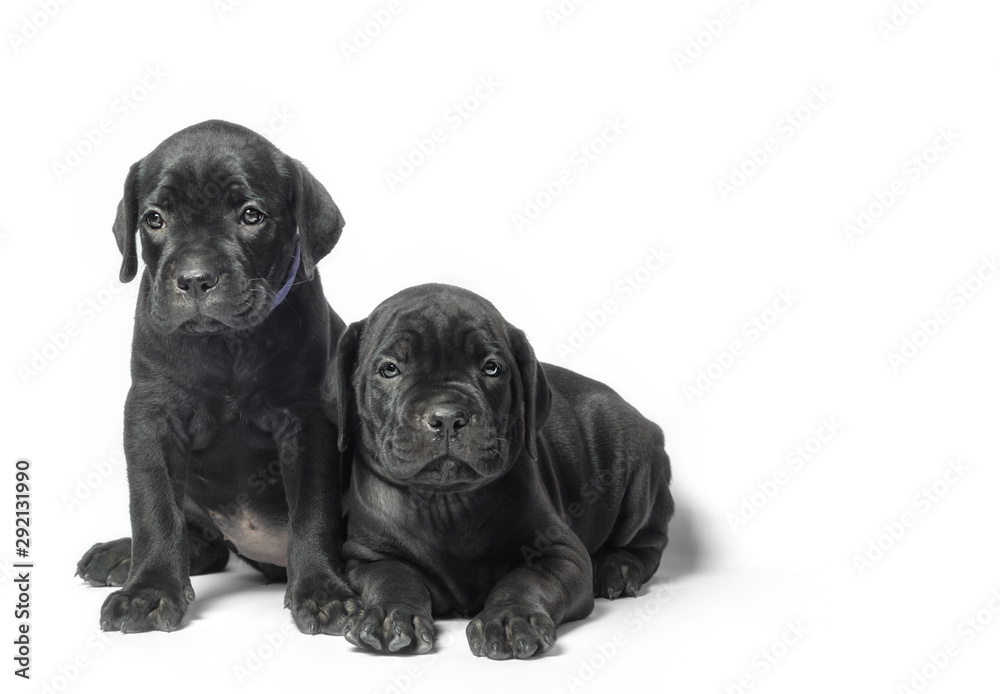 couple little puppy dog ​​of breed canecorso on a white background in isolation close up