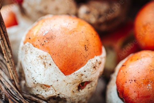 Amanita caesarea, a rare delicious mushrooms photo