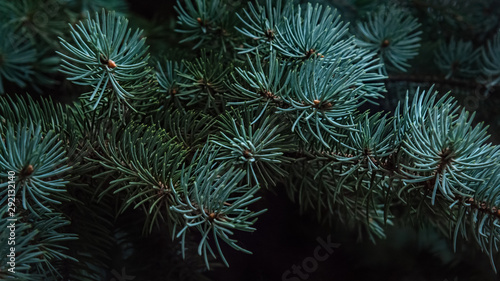Christmas New year background of fir branches close up