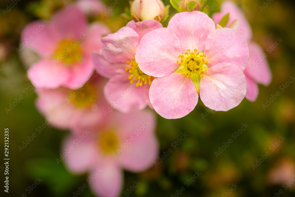 tree branch with beautiful pink flowers on natural background, close-up tree branch with beautiful pink flowers on natural background, close-up