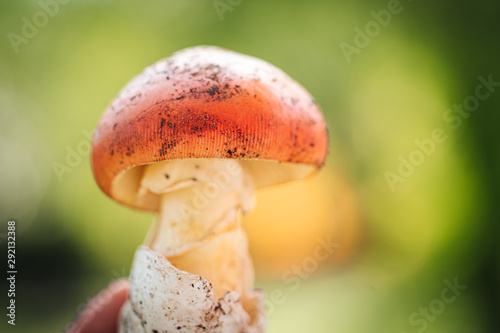 Amanita caesarea, a rare delicious mushrooms photo