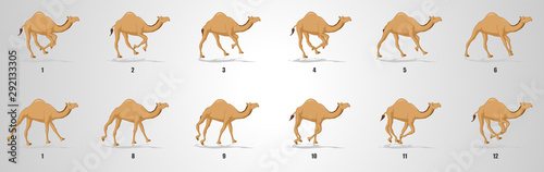 Camel Run cycle animation sequence