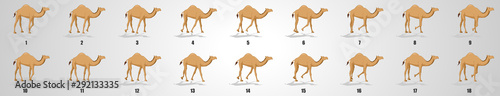 Foto Camel Walk cycle animation sequence