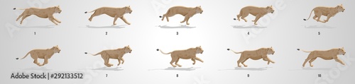 Lioness  Run cycle animation sequence