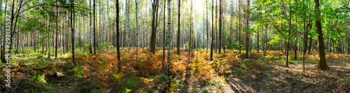 Beautiful forest in autumn with bright sun shining through the trees - wide panoramic view. © Ornavi