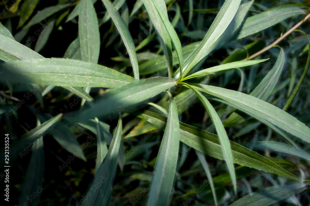 Obraz premium Herb background