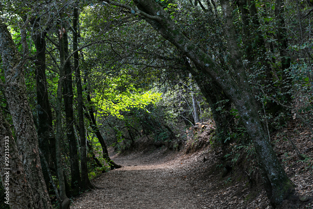 Fototapeta premium Camino en el bosque con sol iluminando