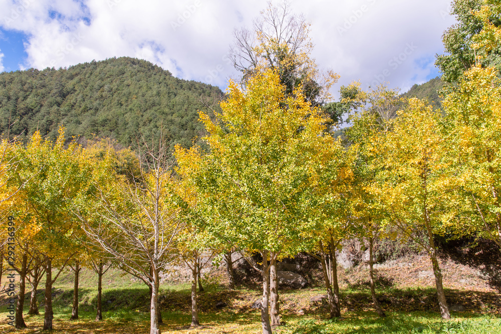 Beautiful yellow ginkgo, gingko biloba tree forest in autumn season in sunny day with sunlight and blue sky, white cloud, lifestyle. Beautiful yellow ginkgo, gingko biloba tree forest in autumn season in sunny day with sunlight and blue sky, white cloud, lifestyle.