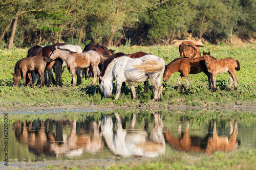 Horses on a pasture, Lonjsko polje, Croatia