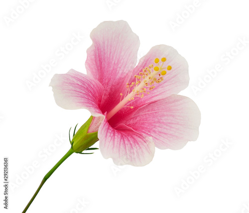 Hibiscus or rose mallow flower  Tropical pink flower isolated on white background  with clipping path  