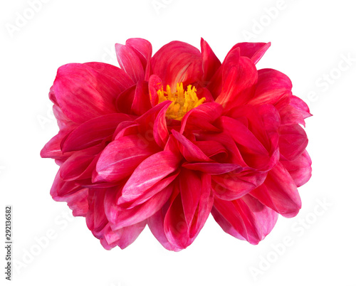 Dahlia flower, Pink dahlia flower with yellow pollen isolated on white background, with clipping path