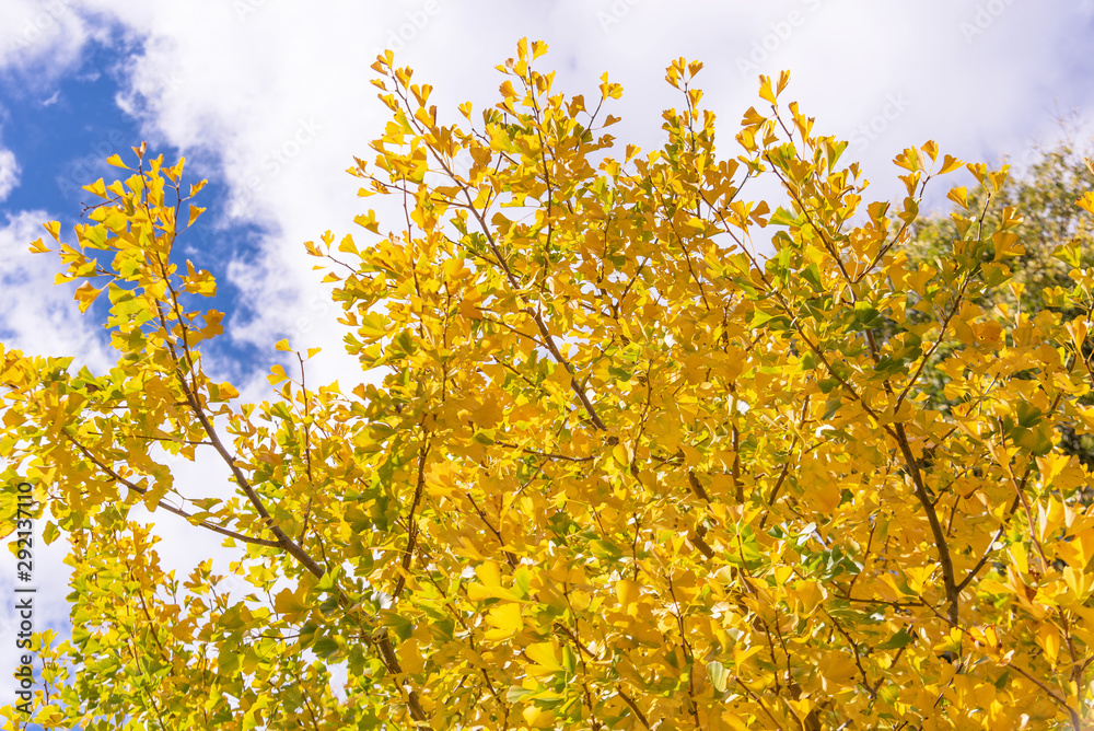 Beautiful yellow ginkgo, gingko biloba tree forest in autumn season in sunny day with sunlight and blue sky, white cloud, lifestyle.