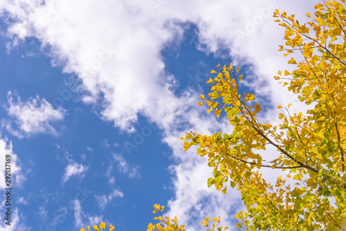 Beautiful yellow ginkgo, gingko biloba tree forest in autumn season in sunny day with sunlight and blue sky, white cloud, lifestyle.