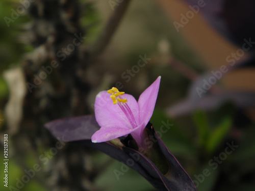purple plant with purple flower  photo