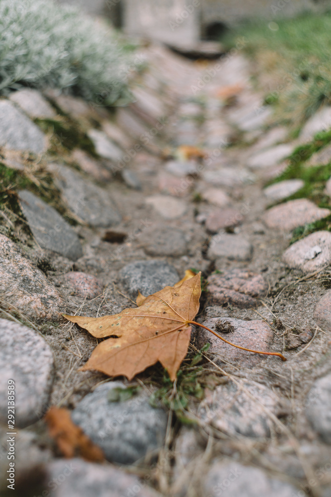Vertical photo of alone yellow maple leaf lying on the cobblestone gutter. Change of season, cold snap. Gold autumn and loneliness concept. Rebirth of nature. Selective focus, blurred background. 