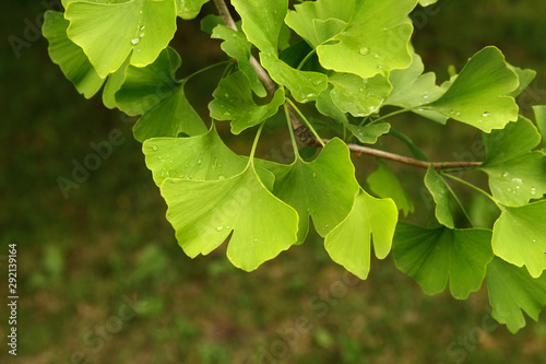 Ginkgo biloba green leaves on a tree. Ginkgo Biloba Tree Leaves on dark background. photo