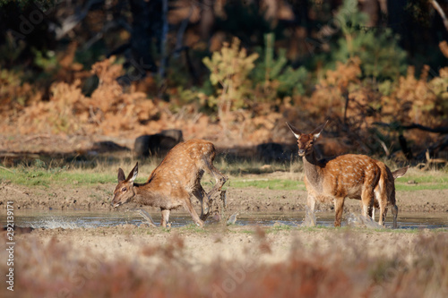 Red deer - young calfs playing in the water of a waterhole in National Park Hoge Veluwe in the Netherlands