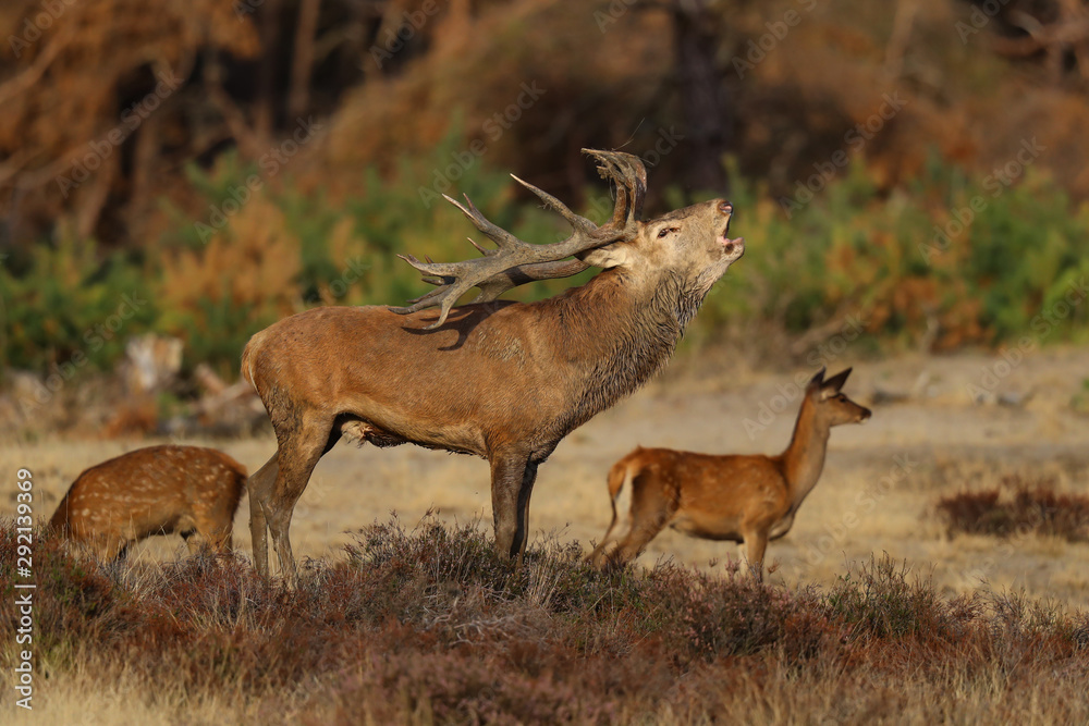 Obraz premium Red deer stag bellowing in the rutting season in National Park Hoge Veluwe in the Netherlands