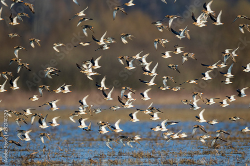 The gulls and ruffs in migration over Lonjsko polje, Croatia
