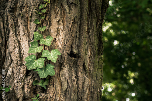 Ivy and bark of a old tree - closeup.