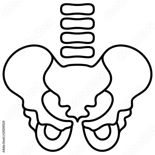 human pelvis 