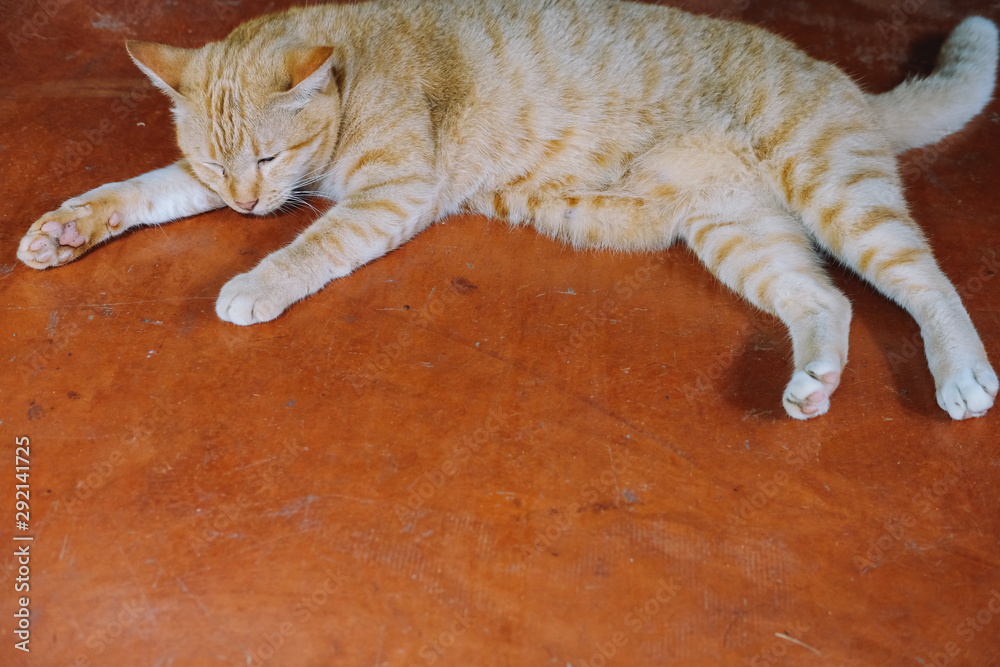 orange cat tabby feline lying resting on floor