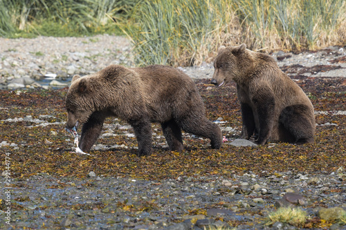 Zwei junge Grizzlybären mit Fisch, Alaska - Lachs ist die Hauptnahrung der Grizzlies an der Küste von Katmai, Alaska © Thomas