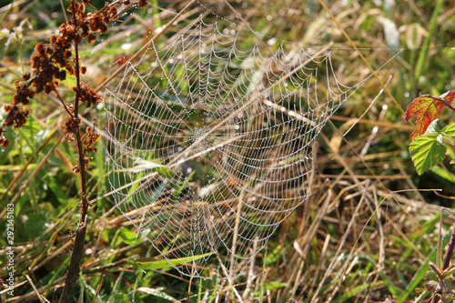 spider web