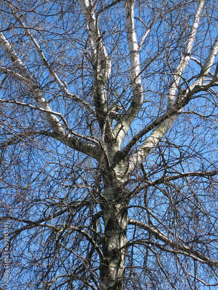 branches of a tree against blue sky branches of a tree against blue sky