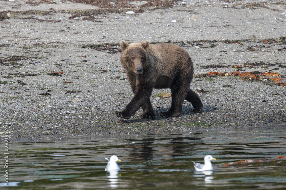 Mögliche Jagdbeute ? - Neugieriger kleiner Grizzlybär mit interessierten Blick auf zwe Möven Mögliche Jagdbeute ? - Neugieriger kleiner Grizzlybär mit interessierten Blick auf zwe Möven