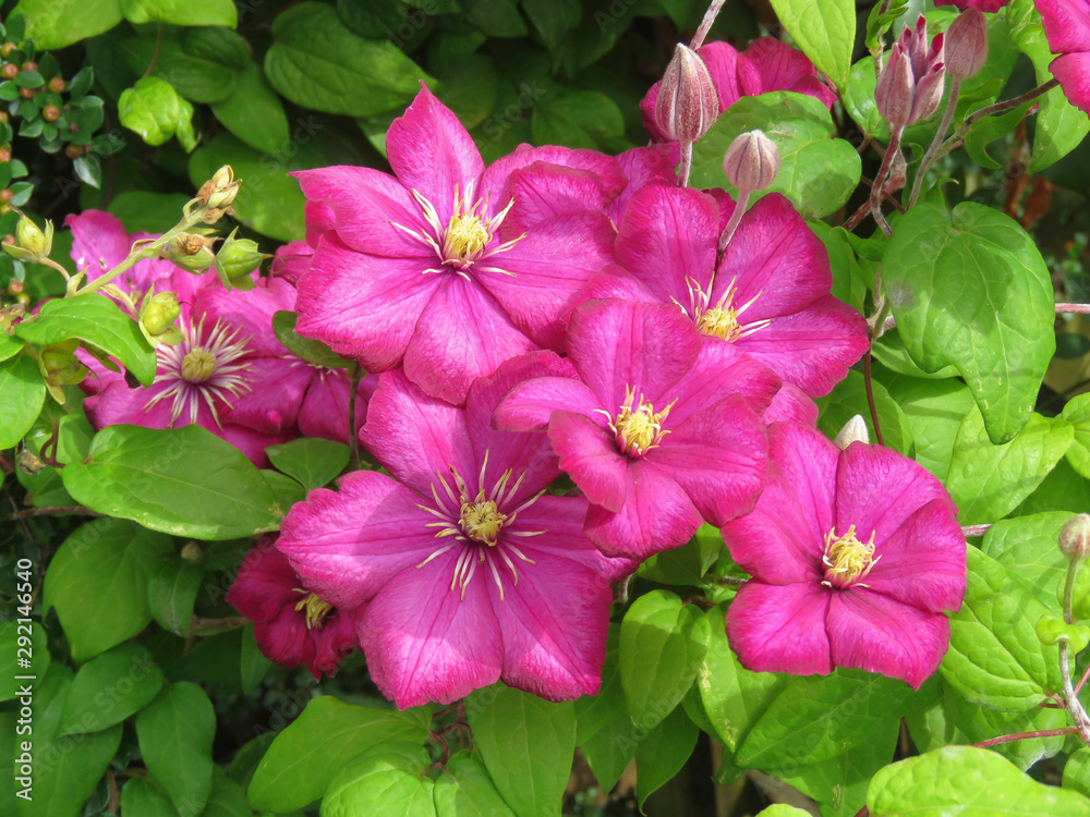 Close up detail of clematis (Ville de Lyon) in full flower in my back garden in Cardiff, South Wales, UK Close up detail of clematis (Ville de Lyon) in full flower in my back garden in Cardiff, South Wales, UK