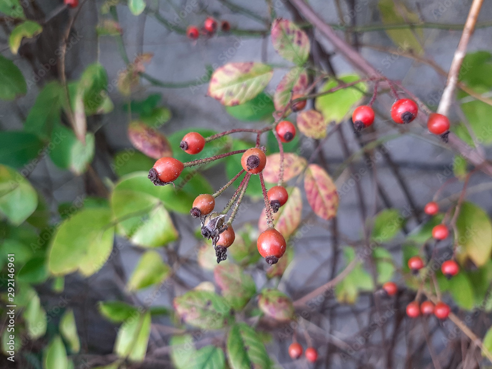 Autumn photo of garden and free space for your decoration Autumn photo of garden and free space for your decoration