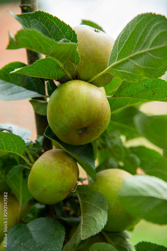 Close up shot of Apples in Orchard Close up shot of Apples in Orchard
