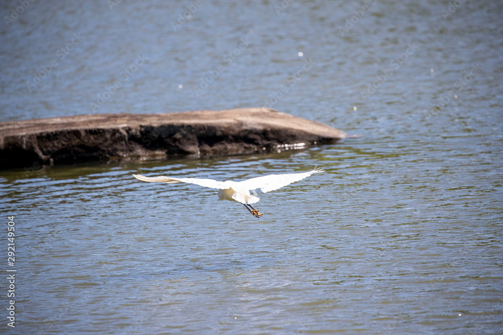 Naklejka premium Great Egret Flying Low