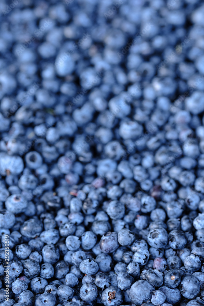 Ripe and juicy fresh picked blueberries closeup Ripe and juicy fresh picked blueberries closeup